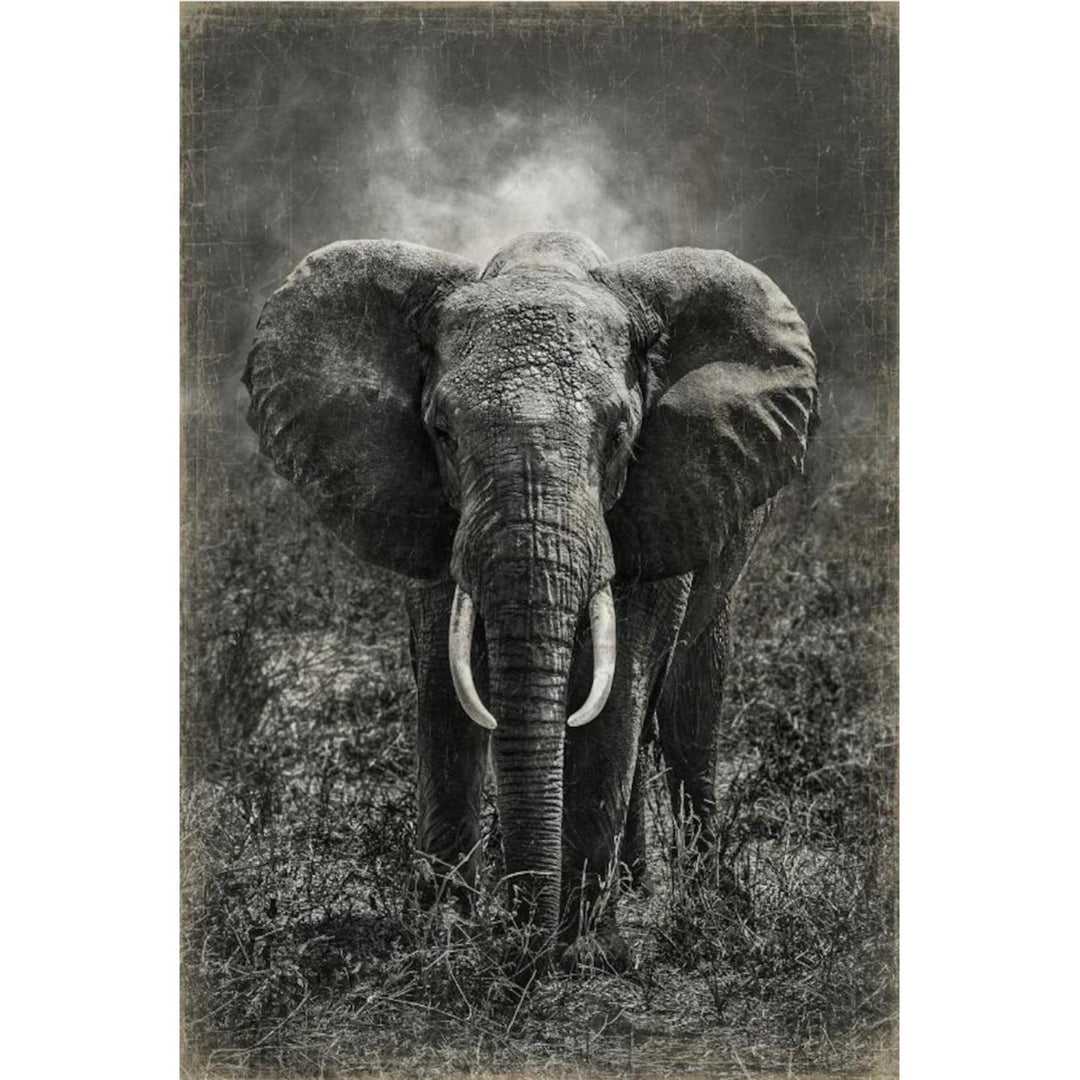 Affiche Elephant Tanzanie de Serge Anton - OVIO Home