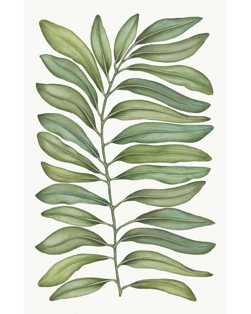 Nappe TAMARINDO TAMRINDO